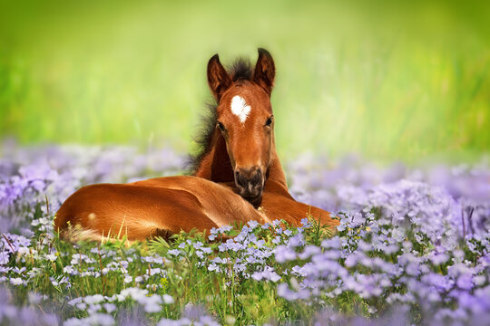 Hawkesbury Spring Horse Show